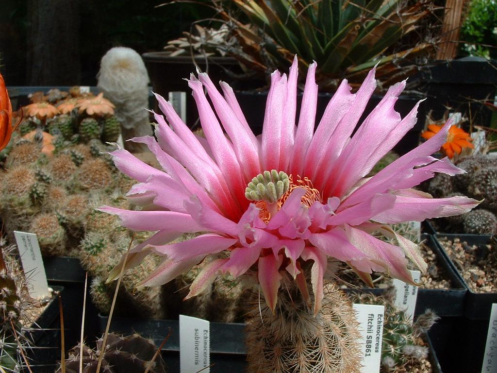 Echinocereus fitchii SB861_1.JPG